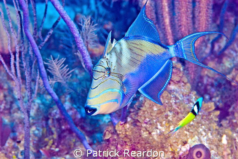 Trigger fish with a tone mapped filter. by Patrick Reardon 