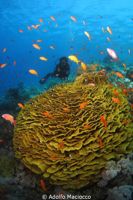 Coral garden & Diver
Jackson reef by Adolfo Maciocco 