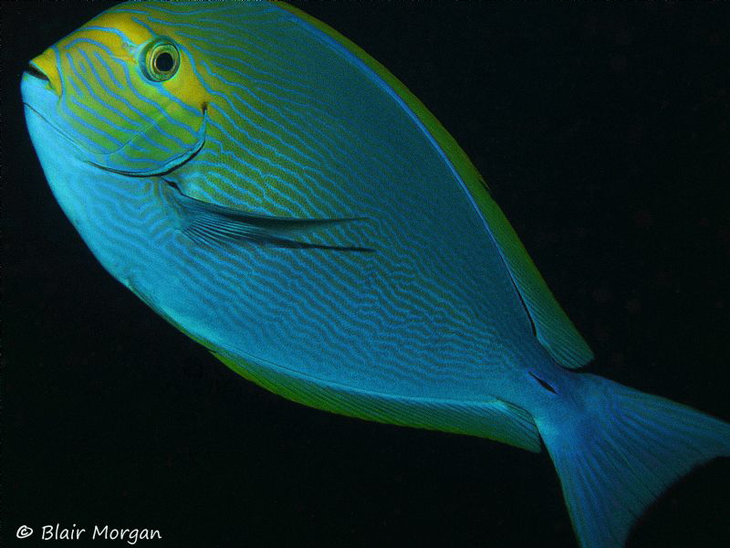 Surgeonfish up close and personal at Shark Reef Marine Re... by Blair Morgan 