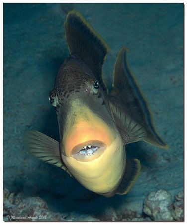 Yellowmargin triggerfish attacking the photographer. by Reinhard Arndt 