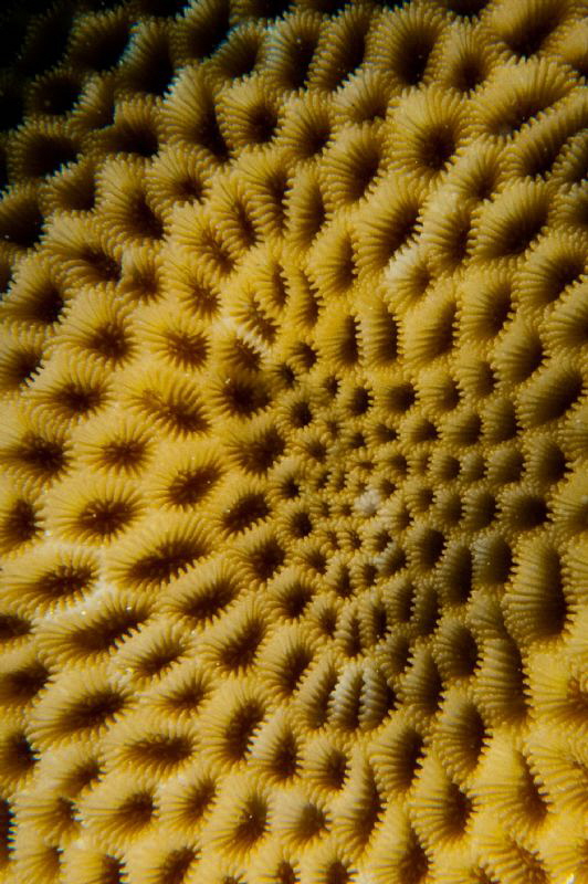 Coral abstract by Paul Colley 