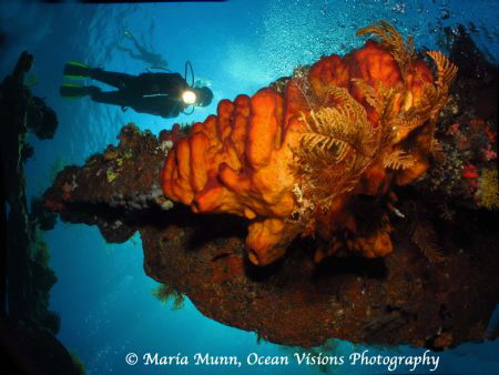 The Liberty Wreck is truly an underwater photographer's p... by Maria Munn 