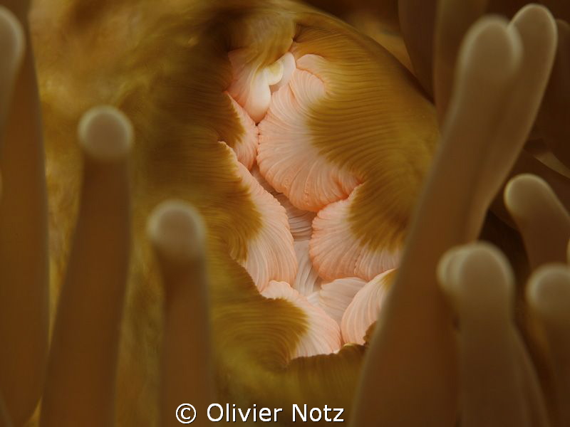 Magnificent Anemone by Olivier Notz 