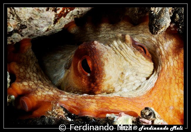 Curious eyes by Ferdinando Meli 