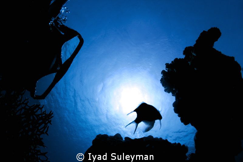 Fish and me ;-)
Silhouettes... by Iyad Suleyman 