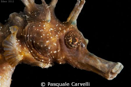 Hippocampus by Pasquale Carvelli 