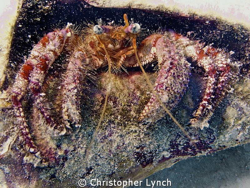starry eyed hermit crab in a conch shell by Christopher Lynch 