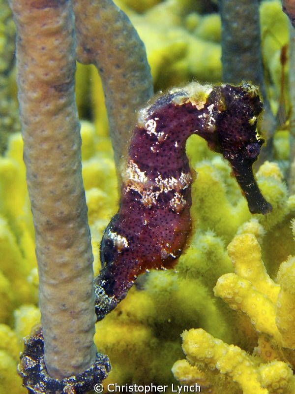 sea horse w/ a belly ???? by Christopher Lynch 