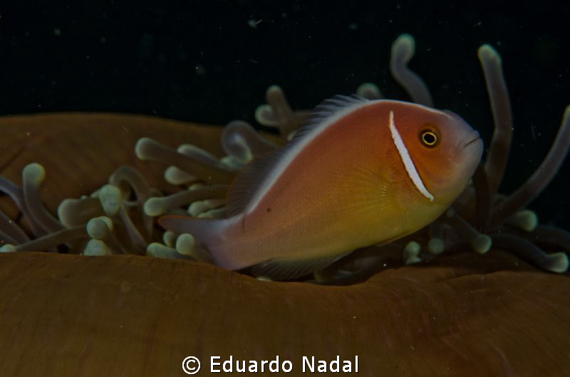 f16, 1/200, 105 mm clownfish by Eduardo Nadal 