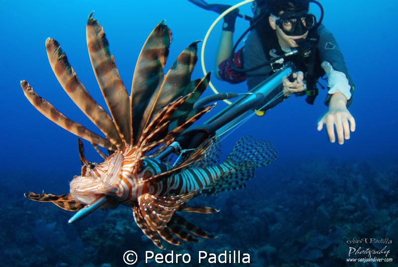 Lionfish invasion by Pedro Padilla 