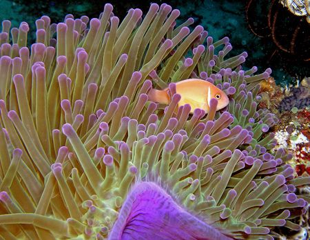 Purple Annenome/Annenome Fish,Solomon Islands 10 day dive... by Stephen Juarez 