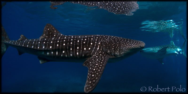 Gentle giants by Robert Polo 