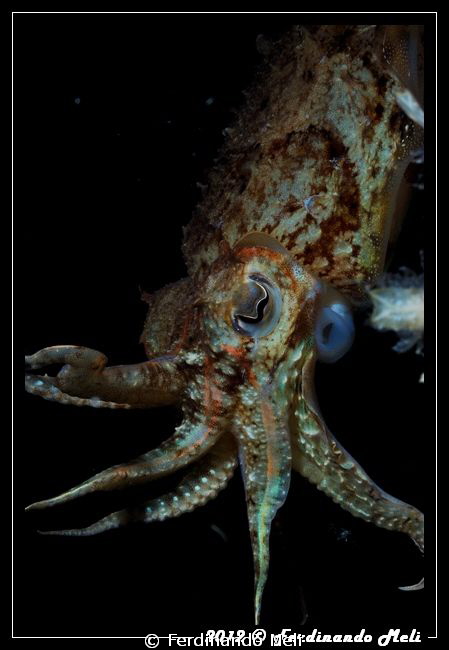 Cuttlefish by Ferdinando Meli 