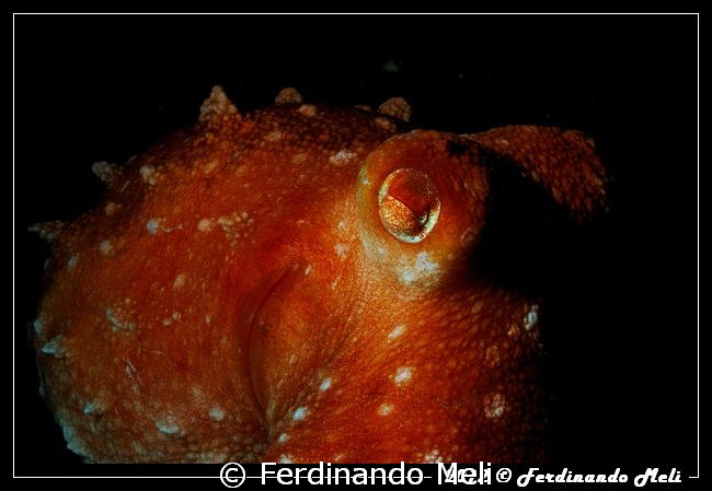 Octopus ... night friend by Ferdinando Meli 