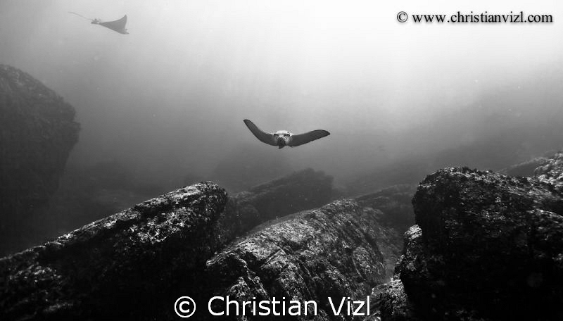 Eagle Rays swimming over rocks, at Ixtapa, México. by Christian Vizl 