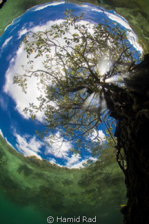 The Passage in Raja Ampat. A tree growing in shallow wate... by Hamid Rad 