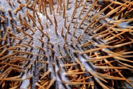 close up of a crown of thorn seastar by Seania Wing 