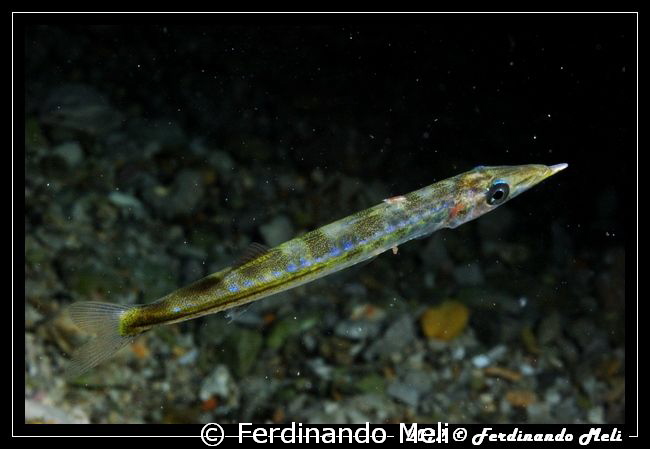 A very small Barracuda ... by Ferdinando Meli 