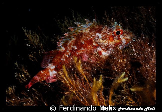 Scorpion fish by Ferdinando Meli 