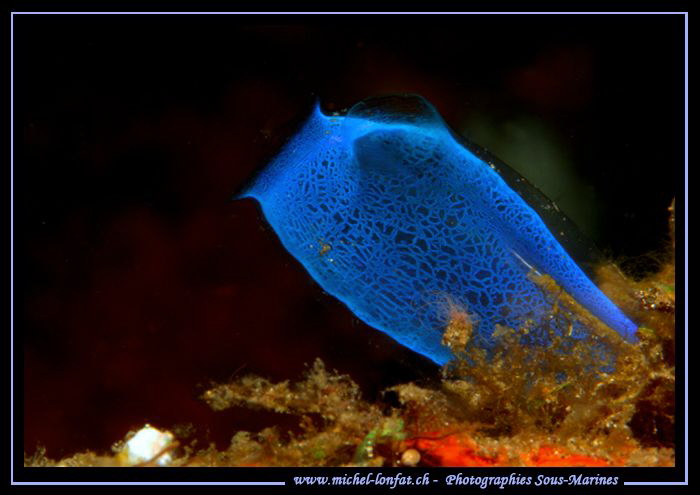 A Bluebell tunicate in the water's of Lembeh Strait... :O... by Michel Lonfat 