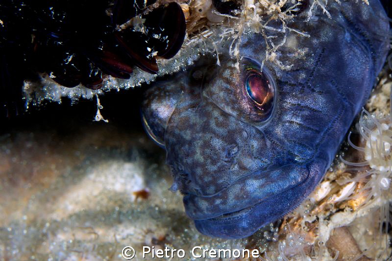 Black goby with eggs by Pietro Cremone 