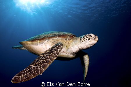 This green turtle stayed for more than 10 minutes with us... by Els Van Den Borre 