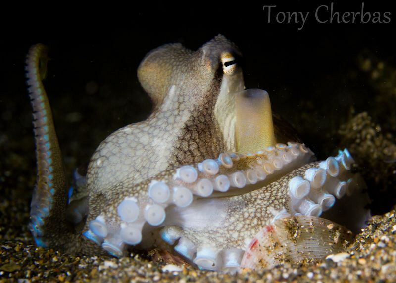 Dr. Octopus, I presume... by Tony Cherbas 