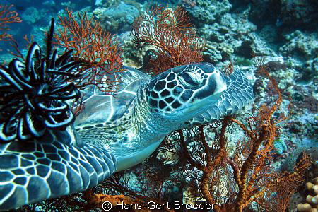 Green Turtle
www.bunakenhans.com
Bunaken, Sulawesi, Ind... by Hans-Gert Broeder 