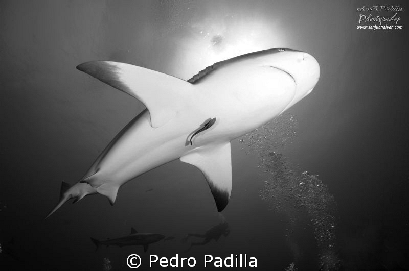 Save Our Sharks aims to educate about the true nature of ... by Pedro Padilla 