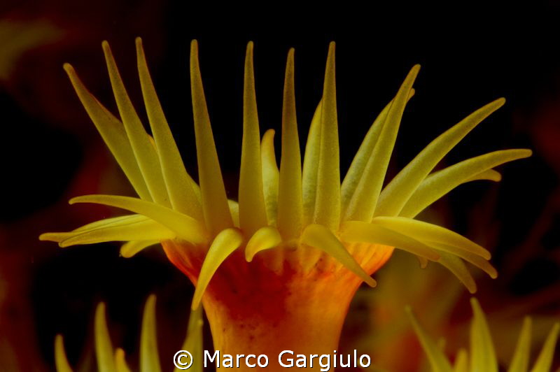 Parazoanthus axinellae by Marco Gargiulo 