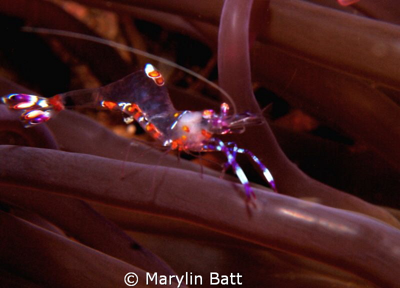 Commensal Shrimp in dark purple anomone -night dive by Marylin Batt 