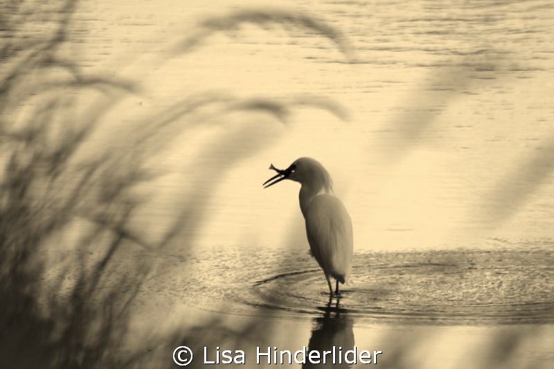 Egret in the reeds- Sepia by Lisa Hinderlider 