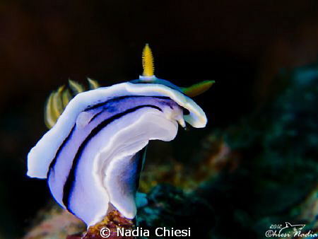 nudibranch by Nadia Chiesi 