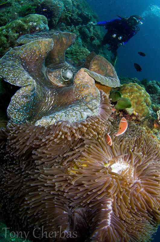 Giant Clam + Anemone + Diver: Twin Rocks, Anilao by Tony Cherbas 