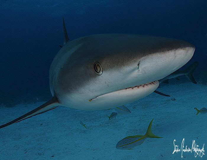 I enjoy the closeness and curious Reef Sharks and I almos... by Steven Anderson 