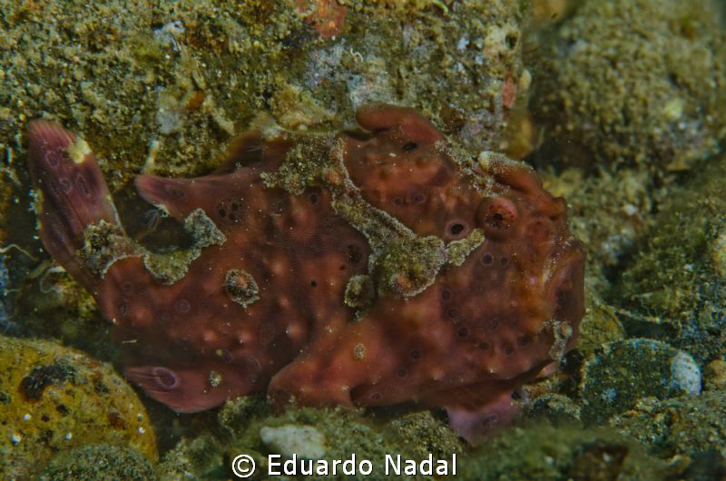 frogfish anilao f18, 1/200, 105 by Eduardo Nadal 