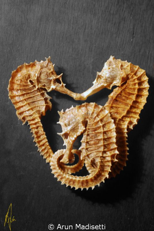 3 Seahorses killed in the name of science. 
Part of a sp... by Arun Madisetti 