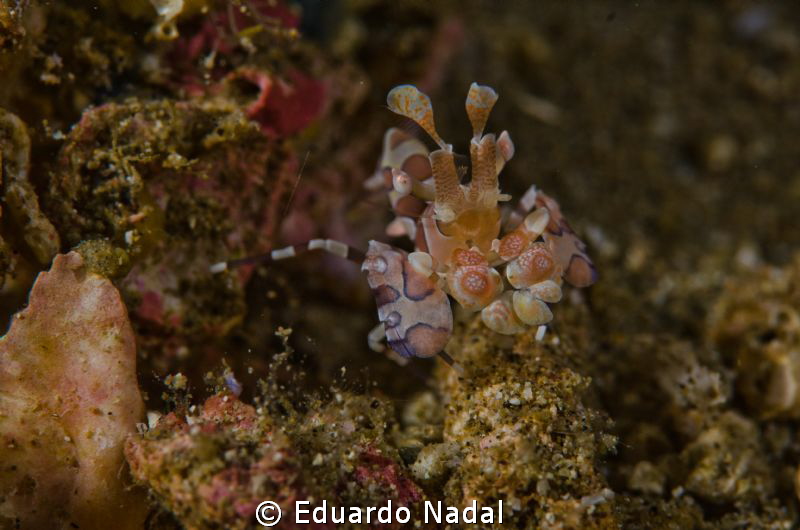 harlequin shrimp by Eduardo Nadal 