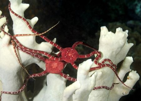 The Gathering
Ruby brittle stars gathering at night just... by Maryke Kolenousky 