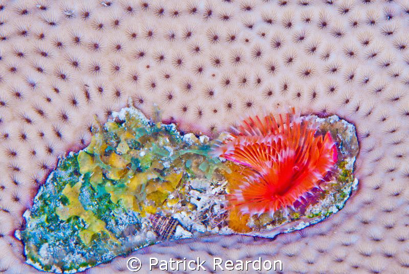 Tubeworm in its own little "island" on the coral. by Patrick Reardon 