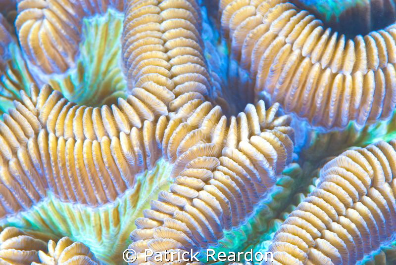 SubSea 10X super macro of brain coral. by Patrick Reardon 