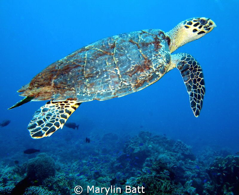 Hawksbill Turtle by Marylin Batt 