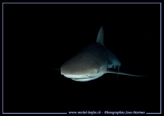 Reef shark encounter - night dive... :O)... by Michel Lonfat 