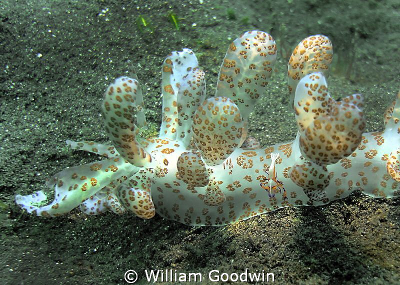 This "Solar-Powered" nudibranch has an Emperor Shrimp hit... by William Goodwin 