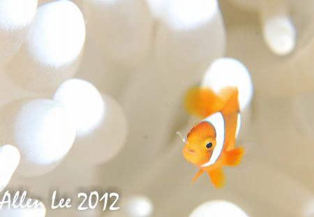 Juvenile Anemonefish.Nikon D80,105mmVR,f11,1/100,YS-120*2 by Allen Lee 