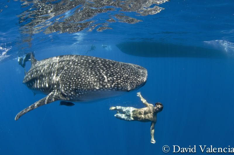 Friendly whale shark swims circles around the boat during... by David Valencia 