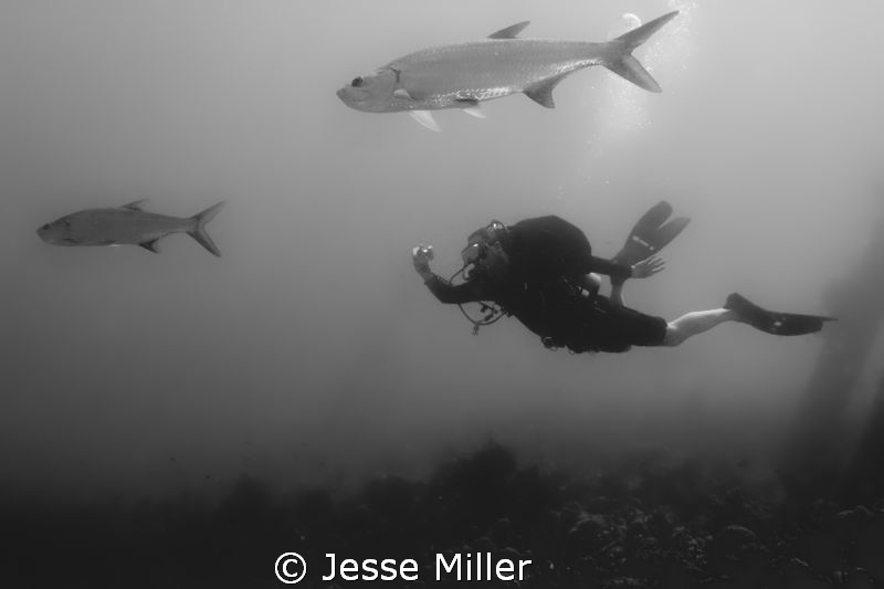 Diver getting a shot of a couple Tarpon. by Jesse Miller 