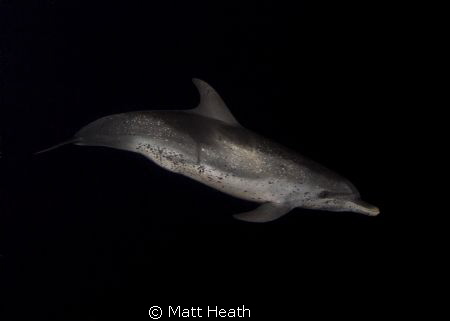 Night Dolphin (Atlantic Spotted Dolphin) by Matt Heath 