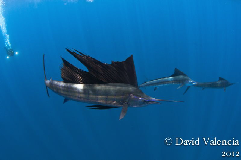 These were sailfish finishing a baitball and moving to an... by David Valencia 