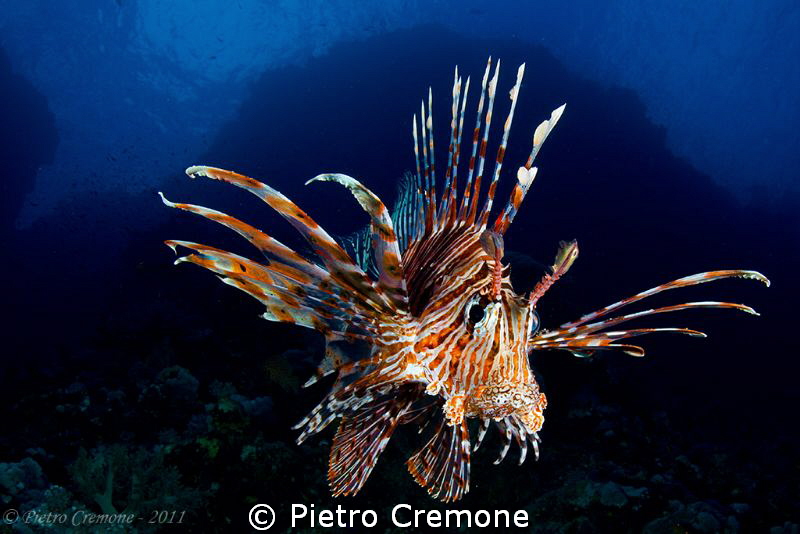 Lionfish by Pietro Cremone 